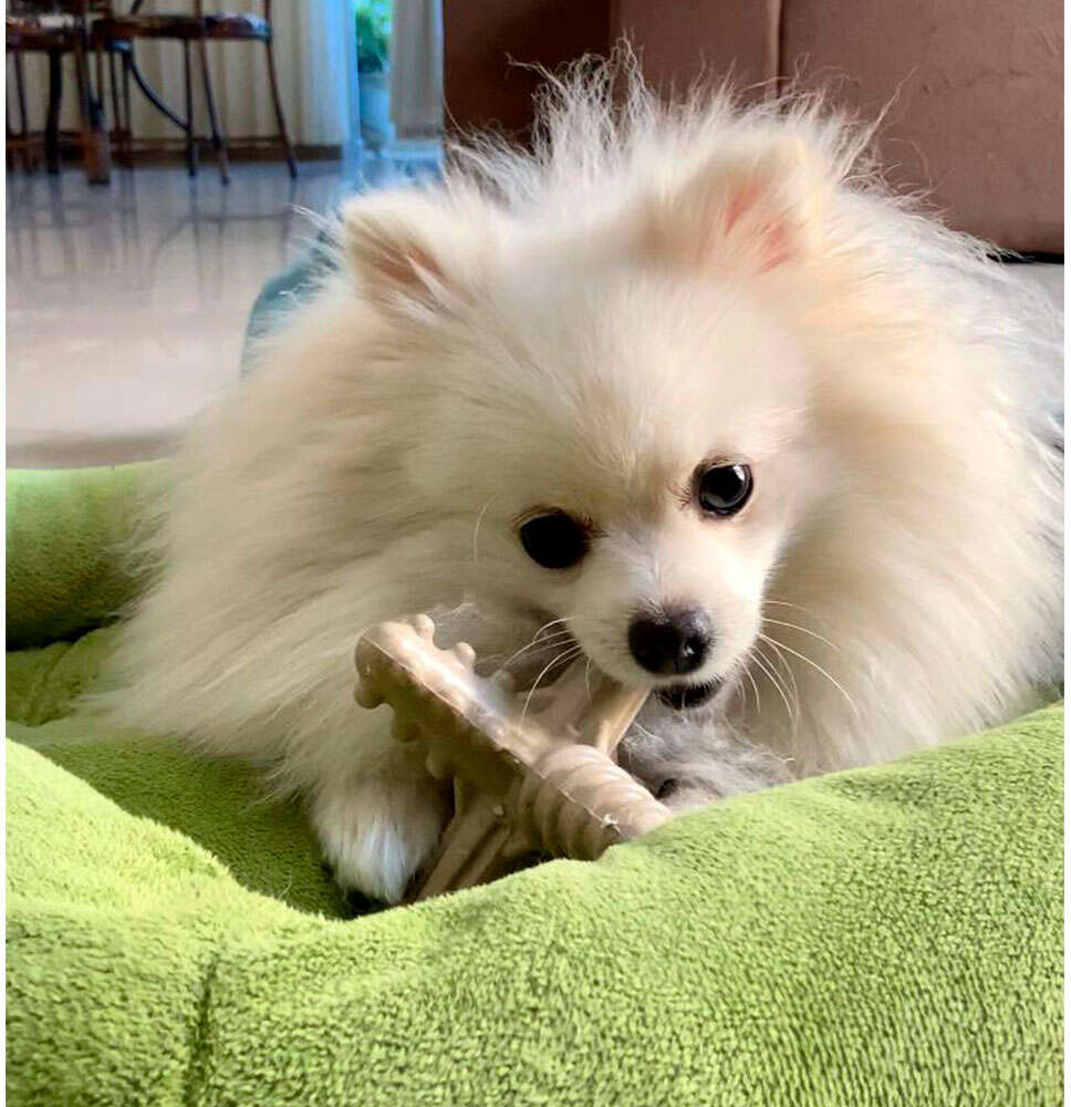 Brinquedo Modedor Bio Bone Asterisco Bege para Cães - Tam. P