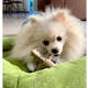 Brinquedo Modedor Bio Bone Asterisco Bege para Cães”