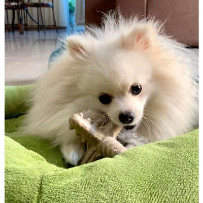 Brinquedo Modedor Bio Bone Asterisco Bege para Cães”