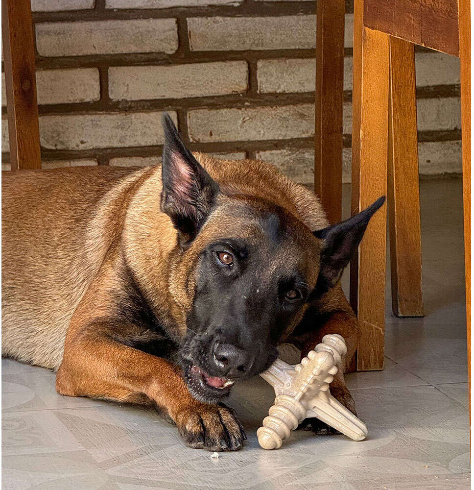 Brinquedo Modedor Bio Bone Asterisco Bege para Cães - Tam. G