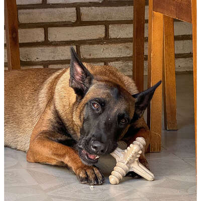 Brinquedo Modedor Bio Bone Asterisco Bege para Cães”