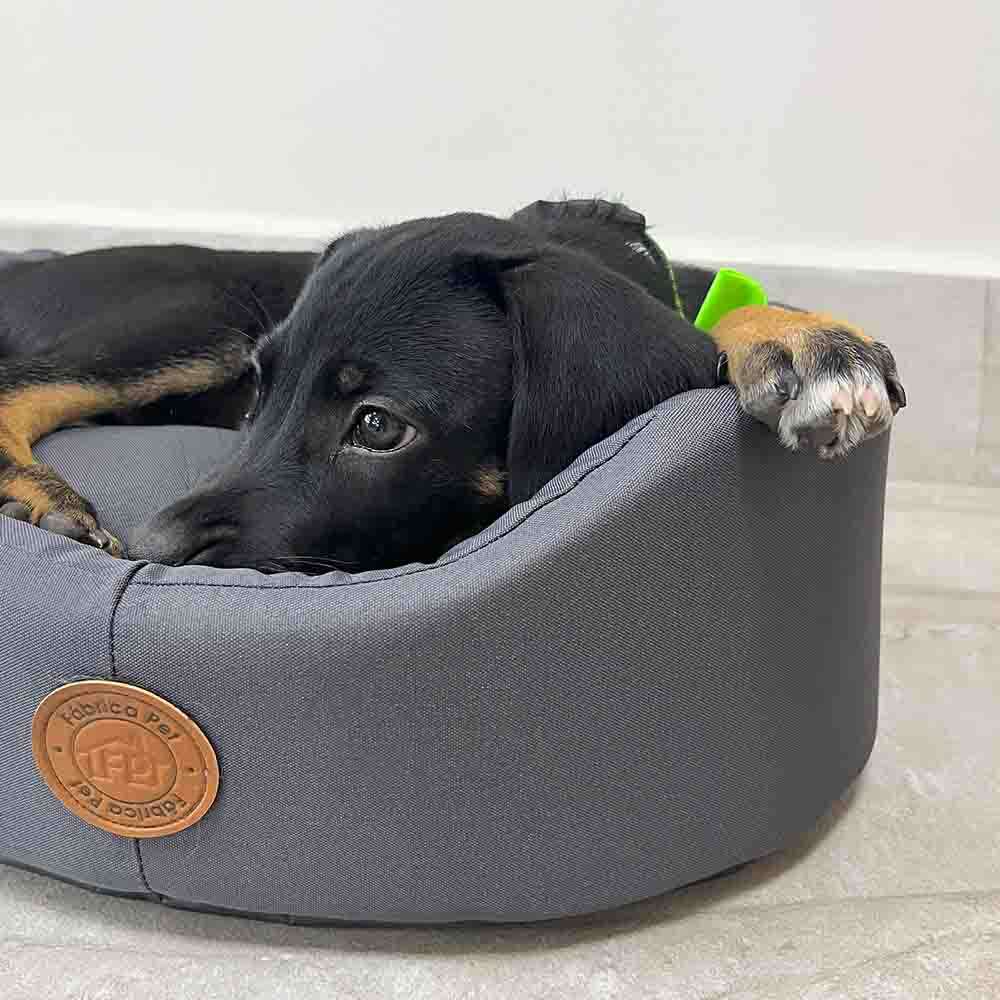 Cama Fábrica Pet Europa London Cinza - Tam. M