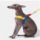 Conjunto Peitoral e Guia Vetreska Chroma Vermelha para Cães”