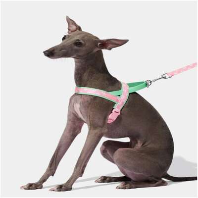 Conjunto Peitoral e Guia Vetreska Flora para Cães