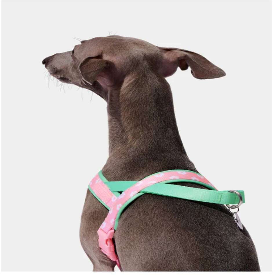 Conjunto Peitoral e Guia Vetreska Flora para Cães - Tam. PP