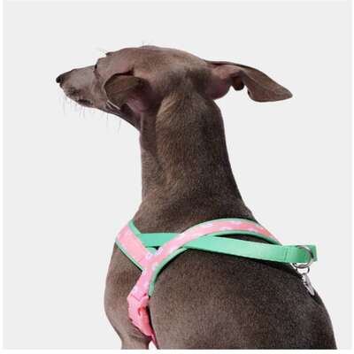 Conjunto Peitoral e Guia Vetreska Flora para Cães