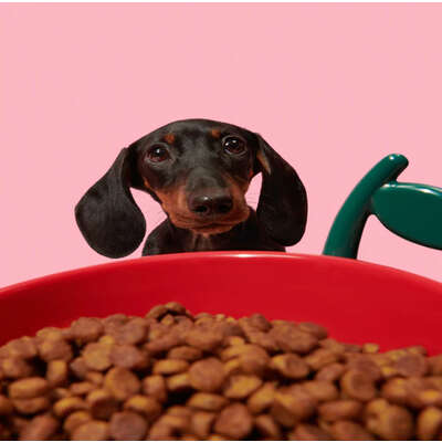 Kit de Alimentação Vetreska Cereja com Comedouro, Colher e Tapete para Cães e Gatos