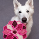 Comedouro Lento SodaPup Mandala Rosa para Cães”