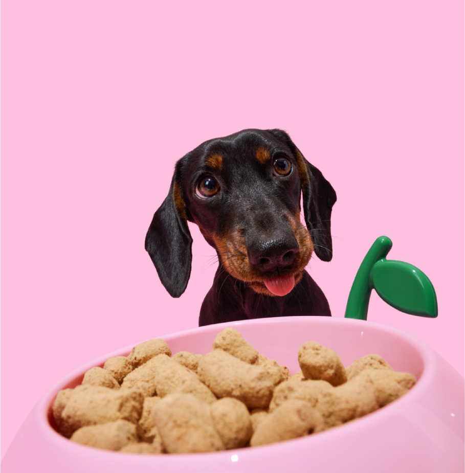 Kit de Alimentação Vetreska Pêssego com Comedouro, Colher e Tapete para Cães e Gatos - Tam. Único