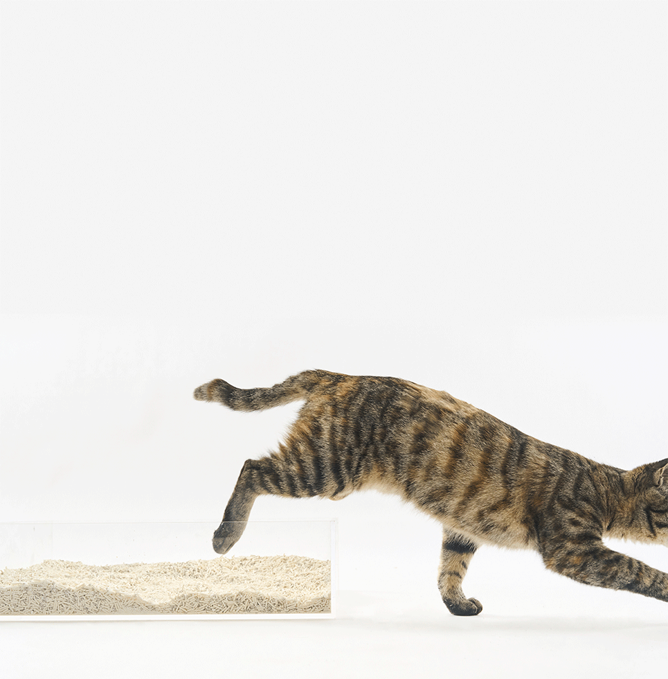 Granulado Higiênico Pidan Tofu com Areia Sanitária para Gatos Grãos Médios - 3,6Kg