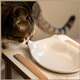 Comedouro Bastet Gigantes para Gatos Branco”