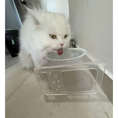 Bebedouro e Comedouro Bastet em Acrílico para Cães e Gatos Cristal