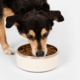 Comedouro Petlove