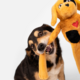 Pelúcia Cachorro Caramelo Petlove para Cães e Gatos