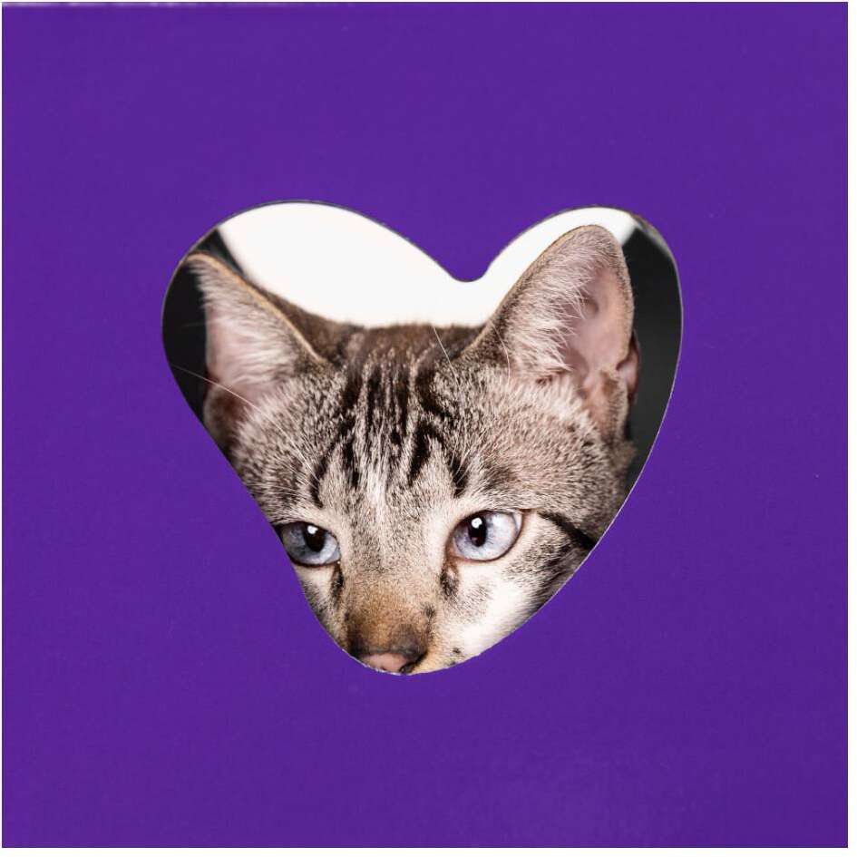 Casinha Arranhador Petlove para Gatos - Tam. Único