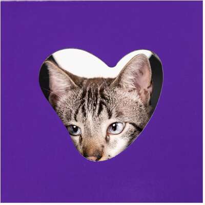 Casinha Arranhador Petlove para Gatos