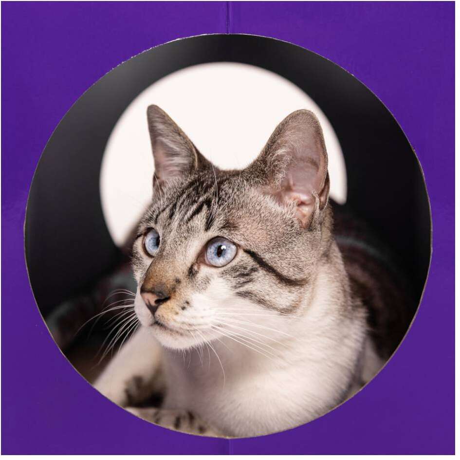 Casinha Arranhador Petlove para Gatos - Tam. Único