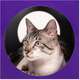 Casinha Arranhador Petlove para Gatos