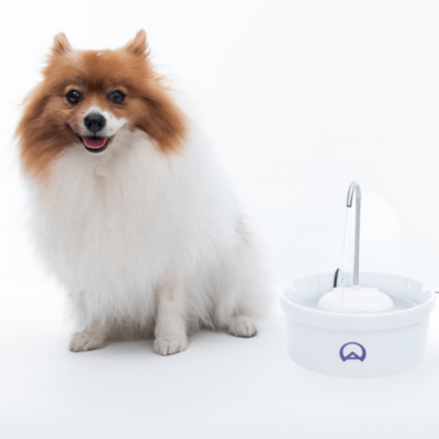 Fonte Bebedouro Porcelana Amicus Aqua para Cães e Gatos Branca
