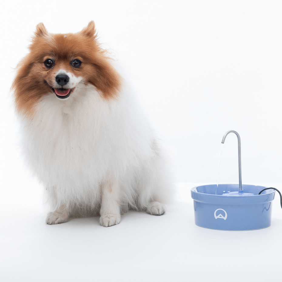 Fonte Bebedouro Porcelana Amicus Aqua para Cães e Gatos Azul - 1200 mL