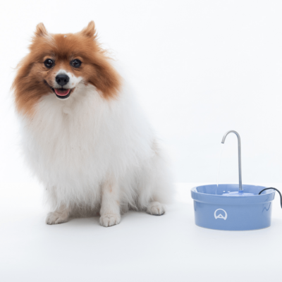Fonte Bebedouro Porcelana Amicus Aqua para Cães e Gatos Azul