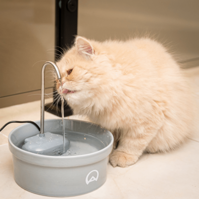 Fonte Bebedouro Porcelana Amicus Aqua para Cães e Gatos Cinza