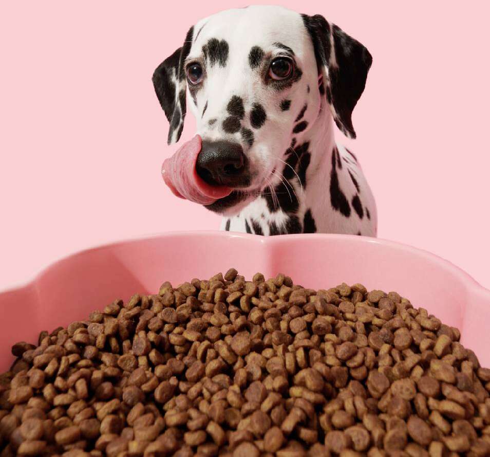 Comedouro de Cerâmica Vetreska Flora para Cães - Tam. M