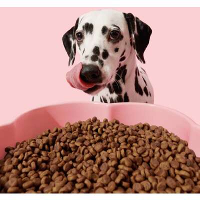 Comedouro de Cerâmica Vetreska Flora para Cães