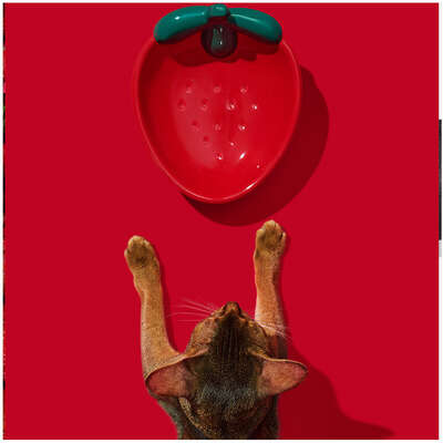 Comedouro de Cerâmica Vetreska Strawberry para Cães e Gatos