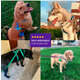 Kit Guia + Peitoral H Basic Pet Roxo e Azul Lily para Cães_