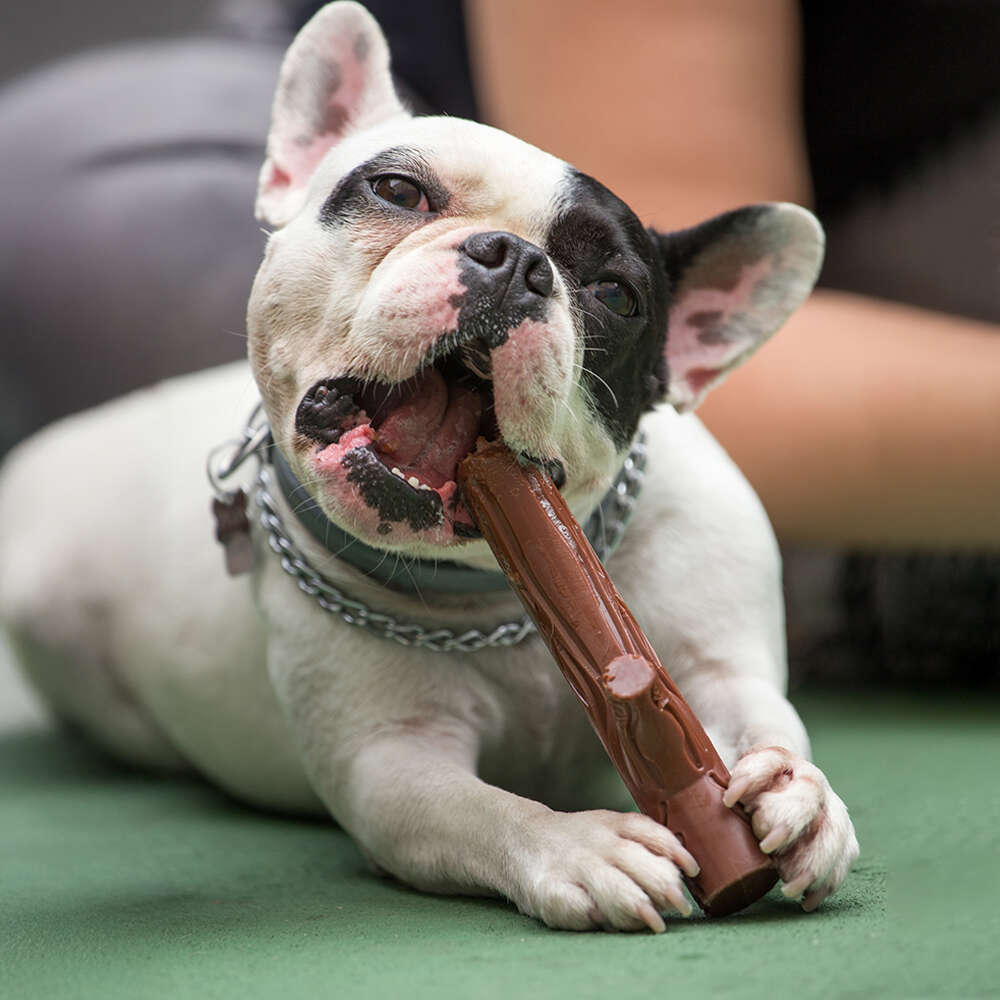 Brinquedo Queridinho Graveto e Parafuso Nylon Buddy Toys para Cães - Tam. Único