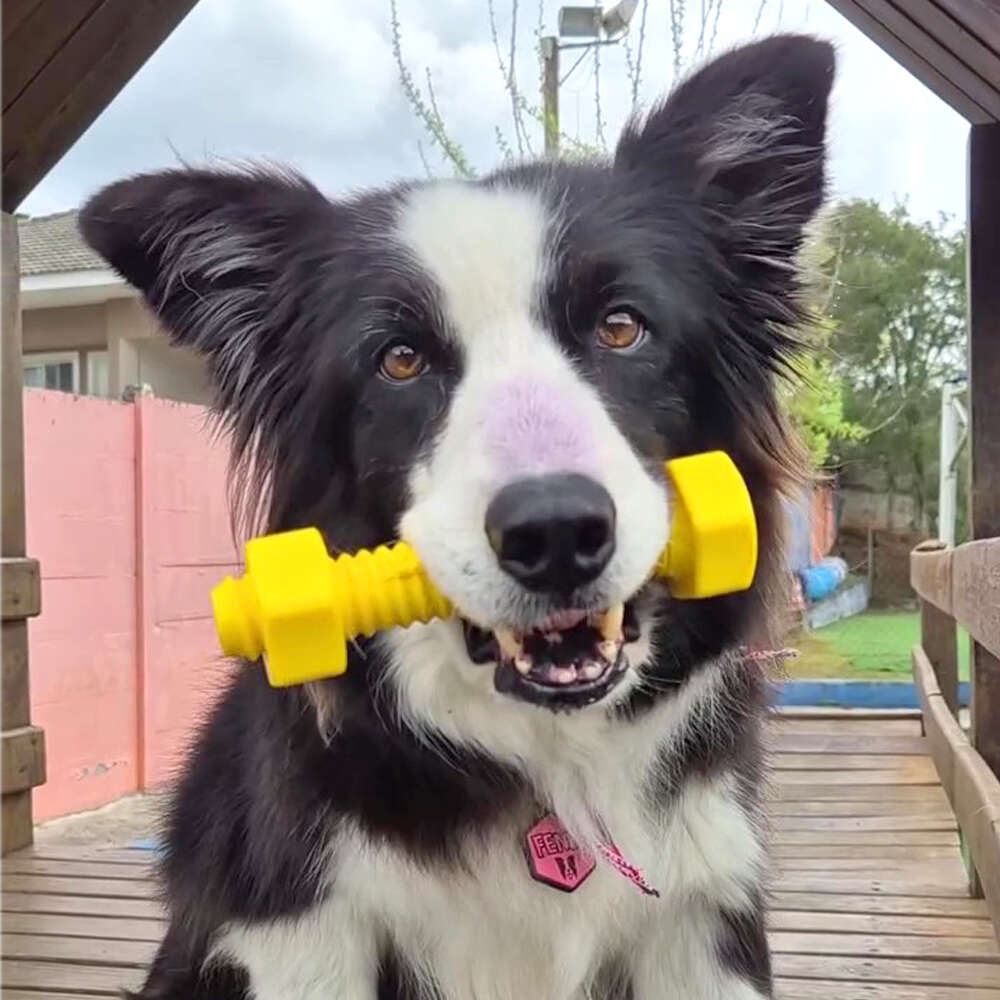 Brinquedo Queridinho Graveto e Parafuso Nylon Buddy Toys para Cães - Tam. Único