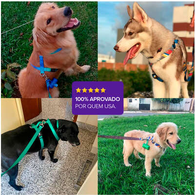 Coleira Basic Pet para Cachorro Caribe