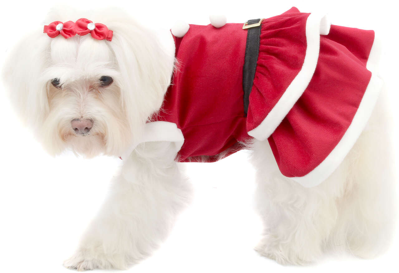 Vestido de Natal Bichinho Chic para Cães e Gatos Vermelho - Tam. 07