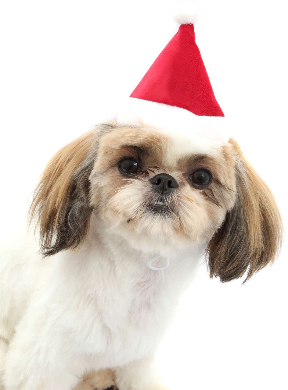 Gorro de Natal Bichicho Chic para Cães e Gatos Vermelho - Tam. G