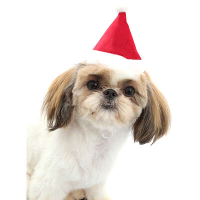 Gorro de Natal Bichicho Chic para Cães e Gatos Vermelho