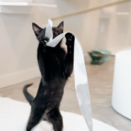 Brinquedo Varinha Woolie Artesan Ponta Fita de Cetim para Gatos - Tam. Único