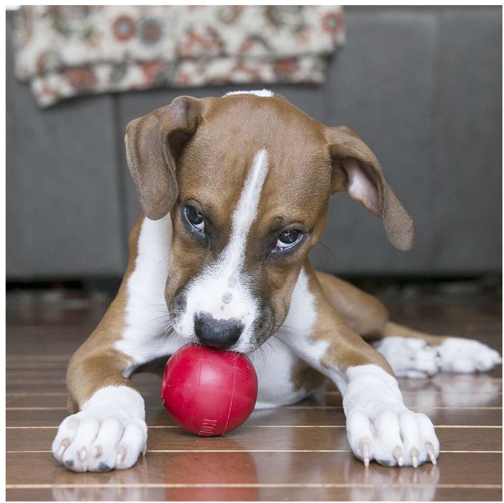 Brinquedo Bola Kong com Buraco Vermelha para Cães - Tam. P