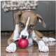 Brinquedo Bola Kong com Buraco Vermelha para Cães