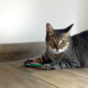 Brinquedo Pelúcia Gatton Abacate e Melancia com Catnip Verde para Gatos