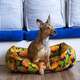 Cama Fábrica Pet Cajú Laranja para Cães e Gatos