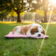 Colchonete Fábrica Pet Home Rosé para Cães e Gatos