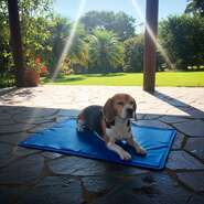 Tapete Gelado Fábrica Pet Azul para Cães e Gatos - Tam. M