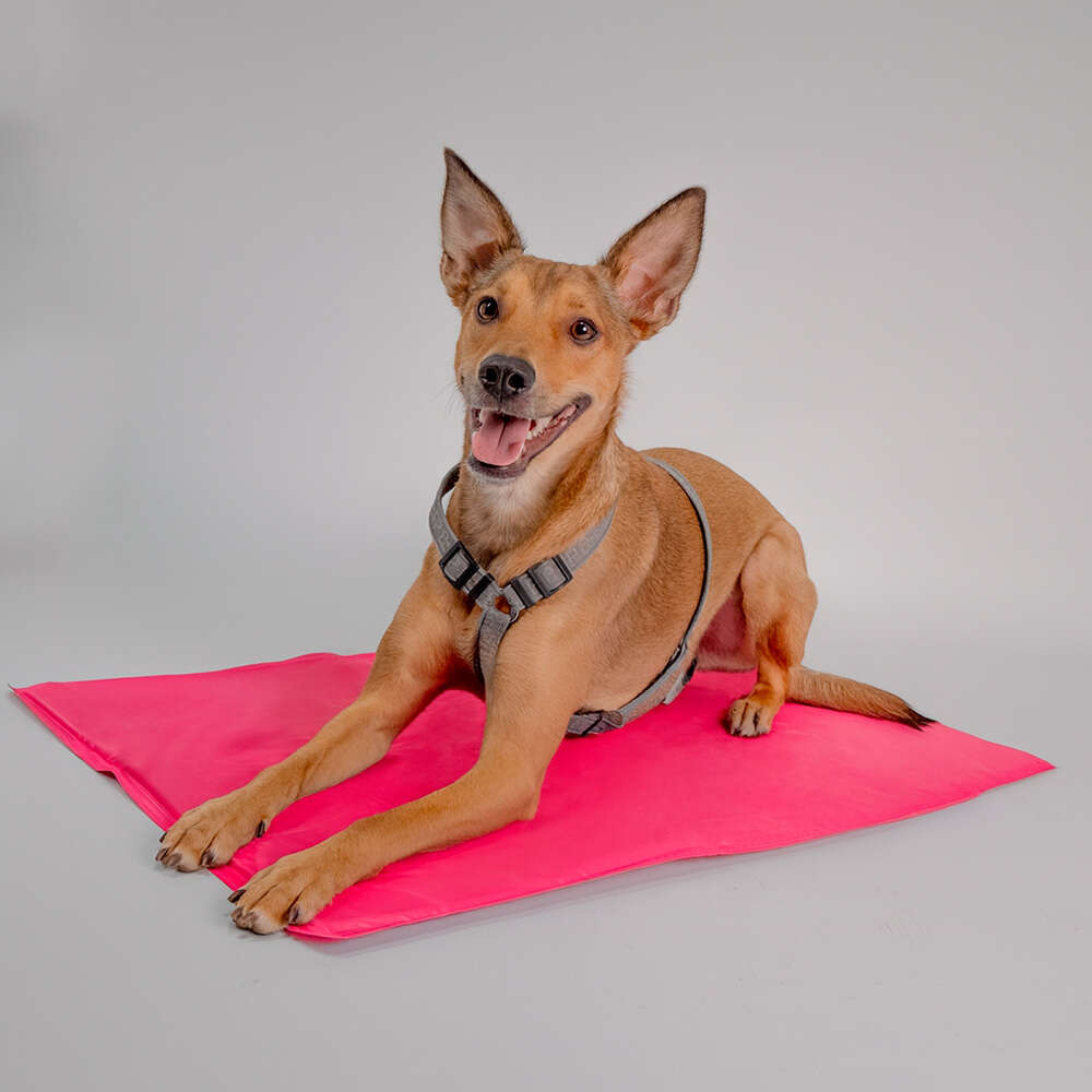 Tapete Gelado Fábrica Pet Pink para Cães e Gatos - Tam. G