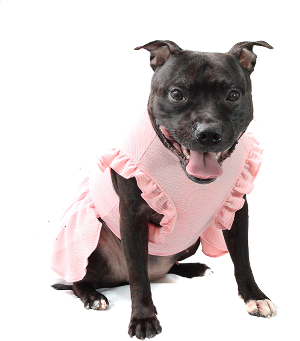 Vestido Bichinho Chic Fadinha para Cães e Gatos Rosa - Tam. 01