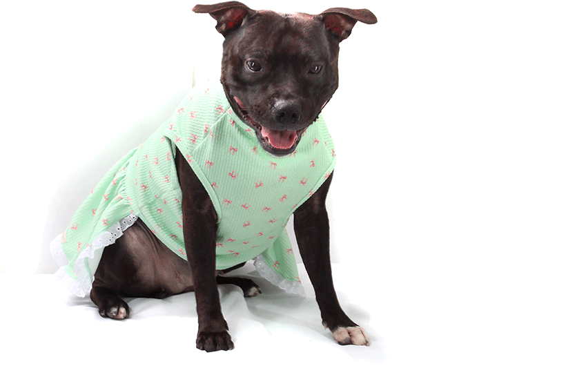 Vestido Bichinho Chic Lacinhos para Cães e Gatos Verde - Tam. 01