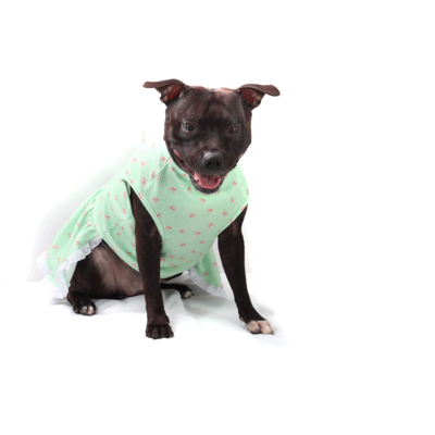 Vestido Bichinho Chic Lacinhos para Cães e Gatos Verde