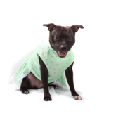 Vestido Bichinho Chic Lacinhos para Cães e Gatos Verde - Tam. 02