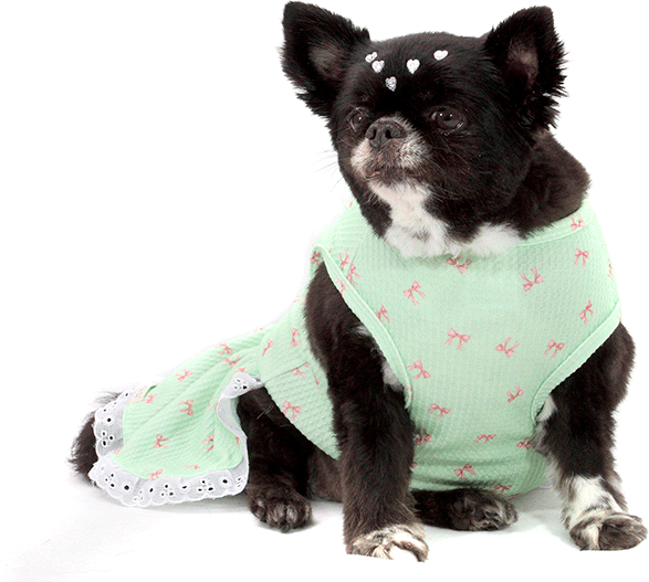 Vestido Bichinho Chic Lacinhos para Cães e Gatos Verde - Tam. 01