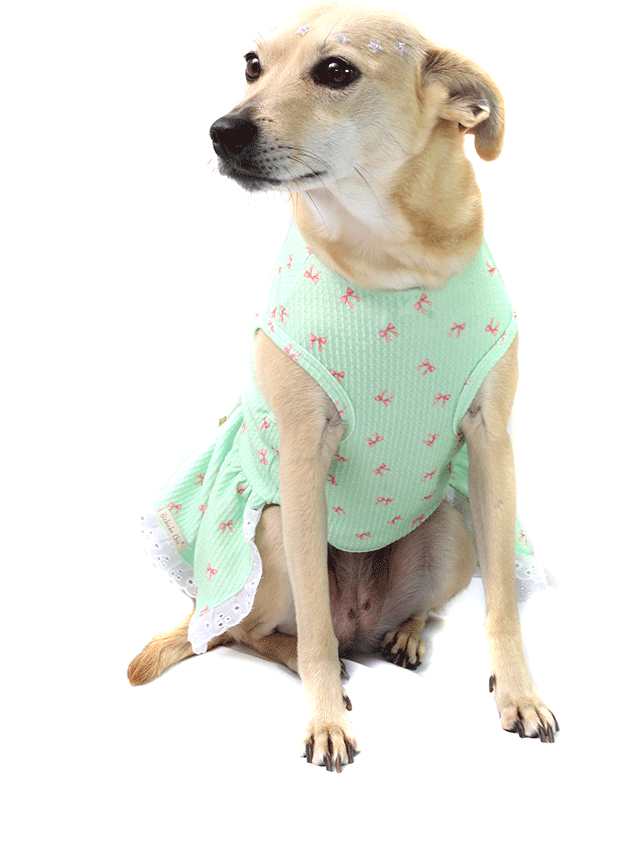 Vestido Bichinho Chic Lacinhos para Cães e Gatos Verde - Tam. 01